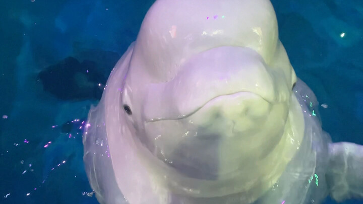 أنتما حقًا شطار! كل واحد يأخذ لقمة أو اثنتين، وانتهى الدلو!