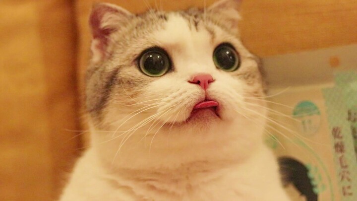 Một ngày nuôi mèo