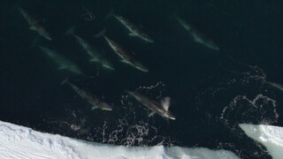 [Tập 6 - Thuyết Minh] Hành tinh băng giá 1 - Frozen Planet (2011) E06