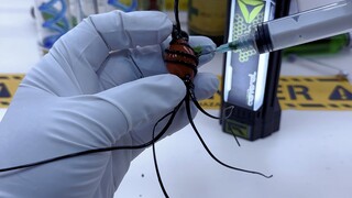 النسخة المتحورة المكتشفة حديثًا