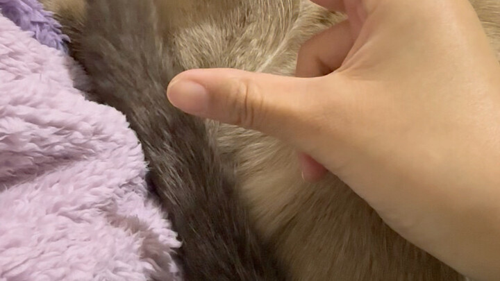 Si Ekor Kecil Chuchu Lagi Main-main Sama Kamu! Tantangan: Siapa yang Punya Refleks Lebih Cepat!