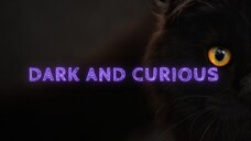 Welcome to Dark and Curious