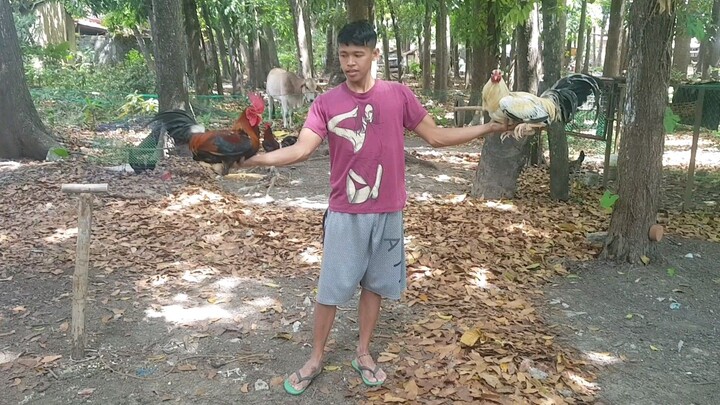 mt.banahaw gull vs kanawayon 226