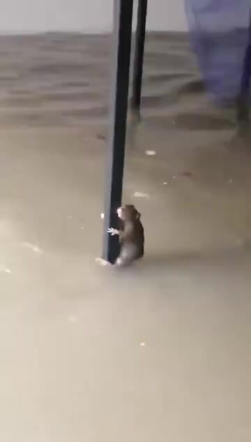 Asrama putri terendam banjir, dan seekor tikus menyambar kaki meja untuk menyelamatkan nyawanya