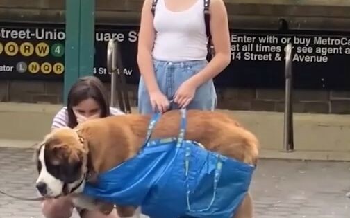 Peraturan kereta bawah tanah New York: Asalkan anjing dimasukkan ke dalam tas, mereka bisa naik kere