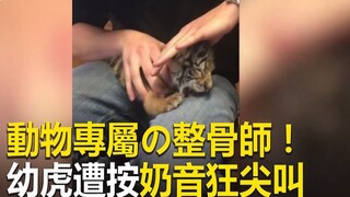 Ahli osteopati khusus hewan! Anak harimau menjerit keras mendengar suara lembut | Diunggah ulang