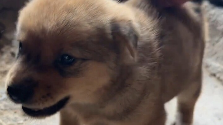 哼嗯唧唧的小奶狗，脾气还挺大（扣不掉电池版）