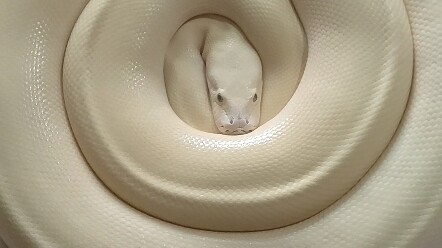 คอส เซิ่งจู