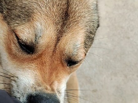 Tata krama tertinggi di kalangan anjing