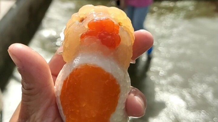 繁殖期，最废鱼，前几天还看到他们在追逐来着！