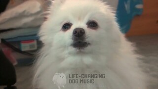 Island Song (Come Along with Me from Adventure Time) but Dogs Sung It (Dogs Version Cover)