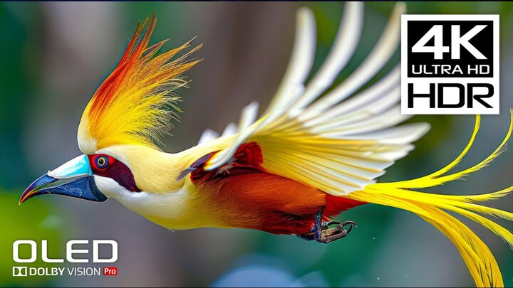 AMAZING LIFE OF BIRDS  Full Wildlife Documentary (1080P_HD)
