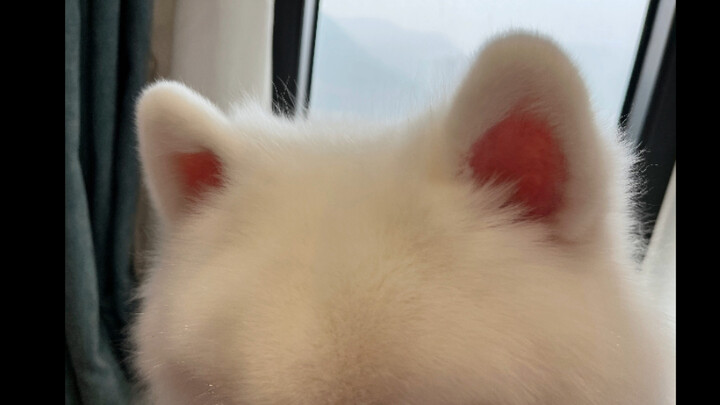 Tai này, tôi một lần có thể vuốt trụi lông 6 con luôn!