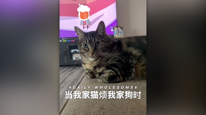 When My Cat Starts Bugging My Dog...