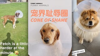 套上“耻辱圈”，猫狗的脑子一定会不灵光