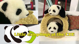 [VLOG]The Panda Dolls in China International Import Expo