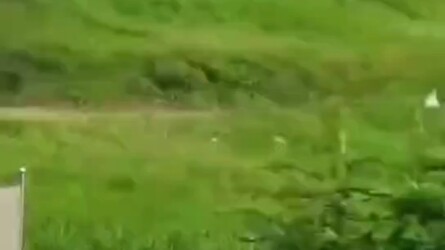 Cow: Huh?