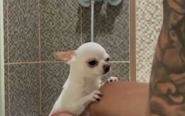 Chihuahuas have their very own wardrobe, and that overjoyed little expression is impossible to hide!