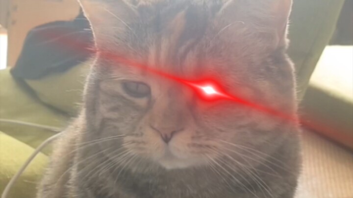 “ฉัน แมวเหมียว หิวแล้ว เข้าใจไหม?”