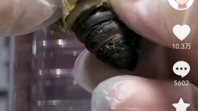 Sâu măng ngâm rượu, càng uống càng phát tài luôn!