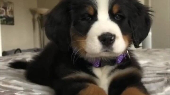 This video will make you fall in love with the Bernese Mountain Dog in an instant.