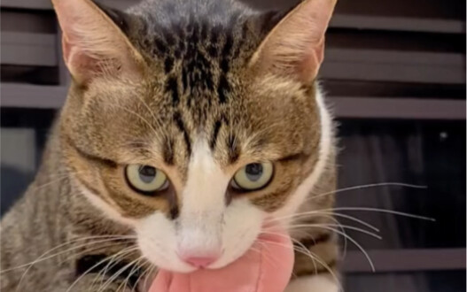 Challenge the most obscene cat on the Internet to step on her breasts