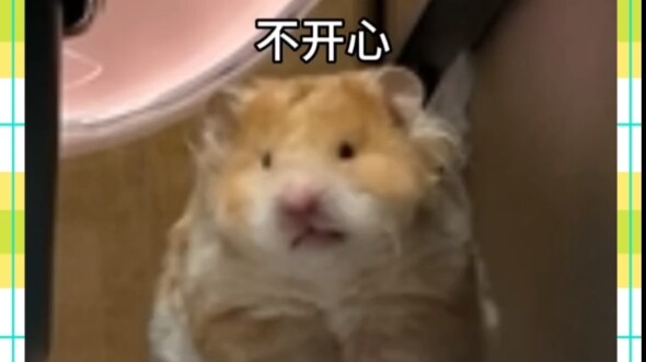 A little mouse～