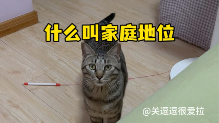 استعراض المكانة العائلية