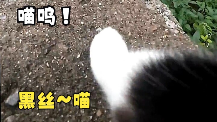 Little kitty, what’re you up to today? Cat: Meow~ Let’s see if my “pet” has grown yet!!