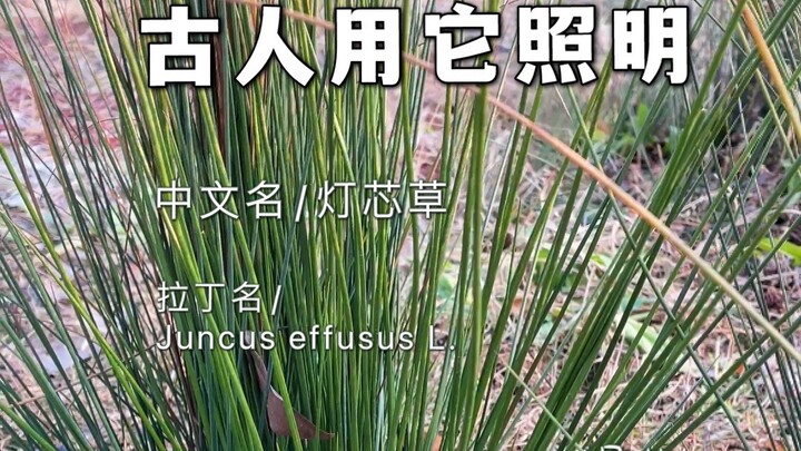 Ancient people used it for lighting—cattail.