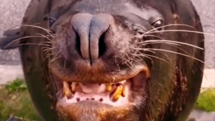 Bắt chước quá chuẩn luôn.