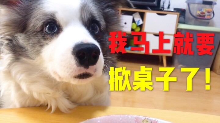 Anjing pemarah itu demi makan ubi jalar sampai hampir menjungkirkan meja!