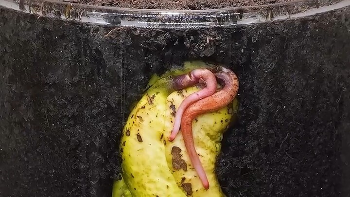 An Incredible Growth Process