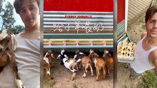 It's time to feed the lambs again‼ ️