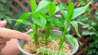 富贵竹一棵变多棵