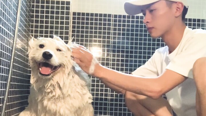 Uang ini biarlah didapat oleh toko hewan peliharaan, aku tidak akan lagi memandikan Samoyed.