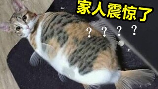 Cá Nhật Bản đã đột biến thành thế này sao? ? ? "Tài khoản tiếp thị vô lý nhất 13"