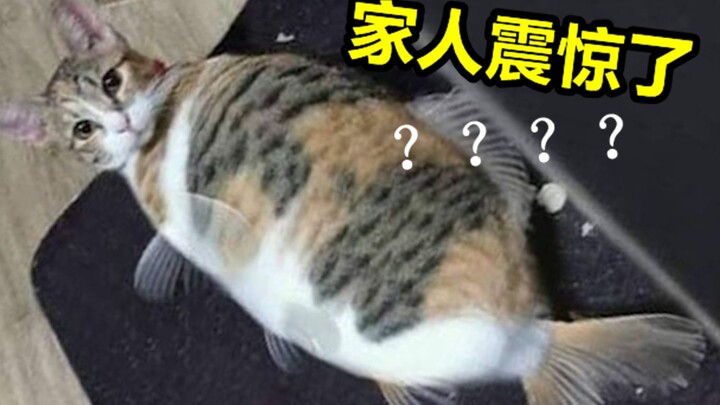 日本的鱼都变异成这样了？？？《最 骚 营 销 号 13》