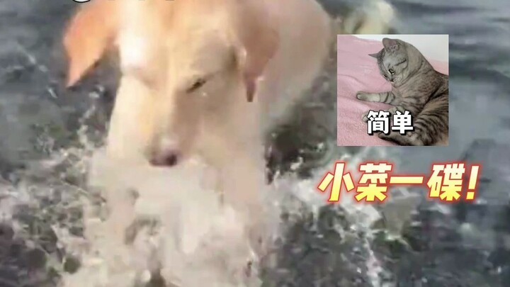 หมา: ตาฉันนี่แหละคือไม้บรรทัด พอโดนน้ำก็พองตัวใหญ่ขึ้น ฟังดูสมเหตุสมผลสุดๆ!