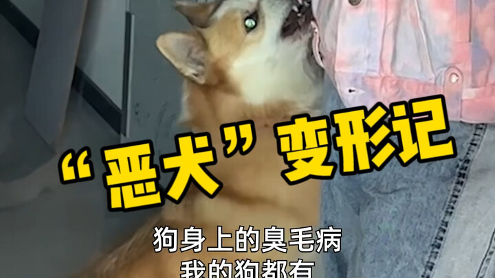 养了四年的“恶犬”，护食越来越严重，这次一定要好好治一治！