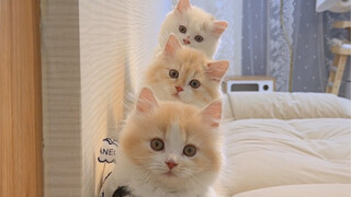 Have you ever seen a tiny kitten supercharged?