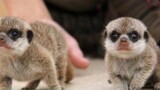 The Cutest Wild Baby Animals 2