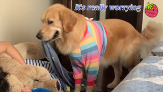 【Animal Circle】Golden Retriever did what to human? Heartwarming.