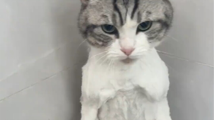 เหมือนแมวน้อยจะดูไม่ค่อยสบายใจเท่าไหร่นะ