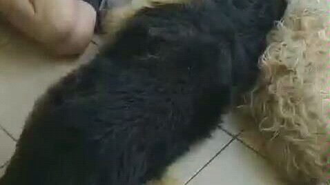 【Anjing】Anjing ini salah mengira teman baiknya meninggal dan menangis histeris