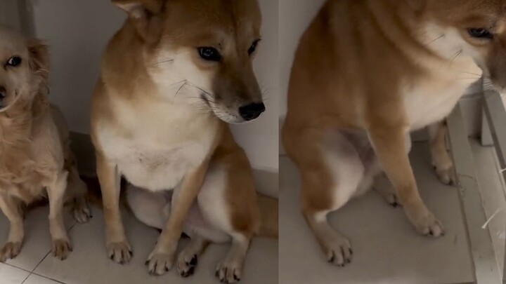 Two dogs get into trouble and are grilled by their owner. One of them keeps making frantic eye conta