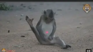 lazer light prank on monkey