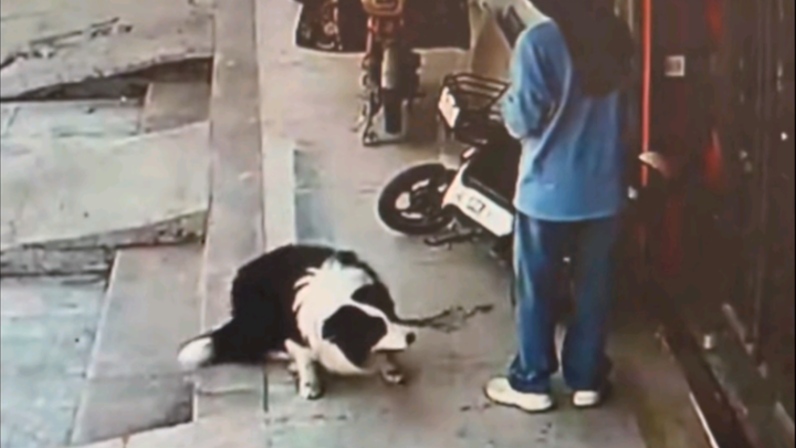 Border Collie: Offended the director, so I got replaced last minute!