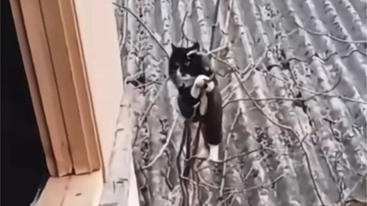 Hilarious Moment… Cat: I’m taking the road less traveled!