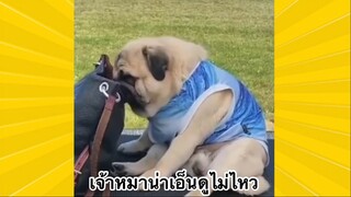 สัตว์เลี้ยงเพื่อนขนปุย : เจ้าหมาน่าเอ็นดูไม่ไหว